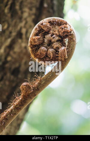 Closeup image of a New Zealand Fern Tree frond unfurling. Stock Photo