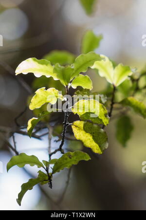 Closeup image of Myrsine australis leaves, commonly known as red matipo, mapou, mapau, tipau, and mataira, is a species of shrub within the family Myr Stock Photo