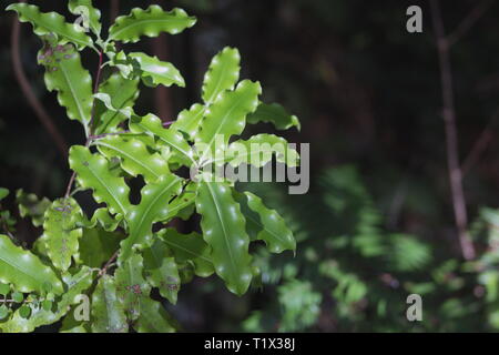 Closeup image of Myrsine australis leaves, commonly known as red matipo, mapou, mapau, tipau, and mataira, is a species of shrub within the family Myr Stock Photo