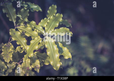 Closeup image of Myrsine australis leaves, commonly known as red matipo, mapou, mapau, tipau, and mataira, is a species of shrub within the family Myr Stock Photo