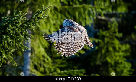 Ural owl (Strix uralensis) flying  in the fir forest with sunshine on its back and a green defocused background. Stock Photo