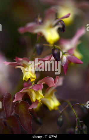 Epimedium x versicolor Cupreum,flowers,woodland,perennials,barrenwort,shade,spring,shady,shaded,RM Floral Stock Photo