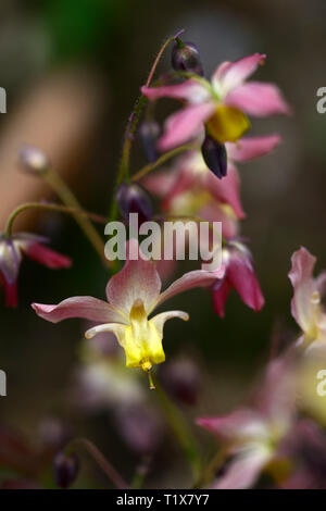 Epimedium x versicolor Cupreum,flowers,woodland,perennials,barrenwort,shade,spring,shady,shaded,RM Floral Stock Photo