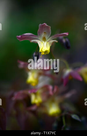Epimedium x versicolor Cupreum,flowers,woodland,perennials,barrenwort,shade,spring,shady,shaded,RM Floral Stock Photo