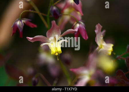 Epimedium x versicolor Cupreum,flowers,woodland,perennials,barrenwort,shade,spring,shady,shaded,RM Floral Stock Photo