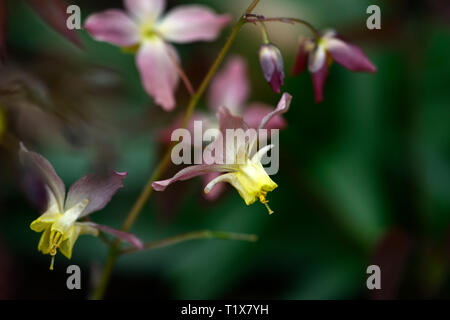 Epimedium x versicolor Cupreum,flowers,woodland,perennials,barrenwort,shade,spring,shady,shaded,RM Floral Stock Photo