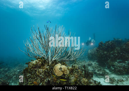 Branching soft coral sea whips, Ellisellidae ellisella, umbrella madrepores, acroporos hyacinthus, and photographer on coral reef Stock Photo