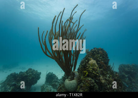 Branching soft coral sea whips, Ellisellidae ellisella, and brain coral, Diploria labyrinthiformis,  on coral reef Stock Photo