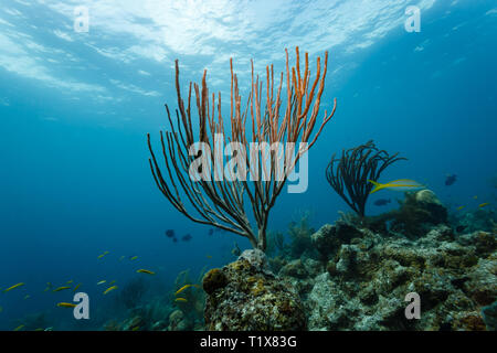Branching soft coral sea whip, Ellisella elongata, rising straight up from reef while one in back is bent by the current Stock Photo