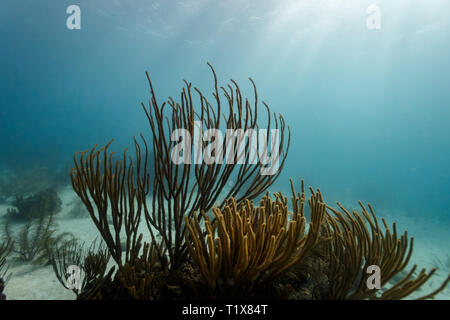 Closeup of branching sea whip, soft coral, ellisellidae ellisella, colony curved by slow current Stock Photo