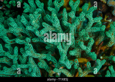 Staghorn coral Acropora cervicornis,   Polyps shine green on branch edges because of algae living on it Stock Photo