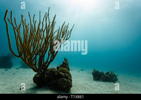 Tall branching yellow coral sea whip Ellisella and blue ocean Stock Photo