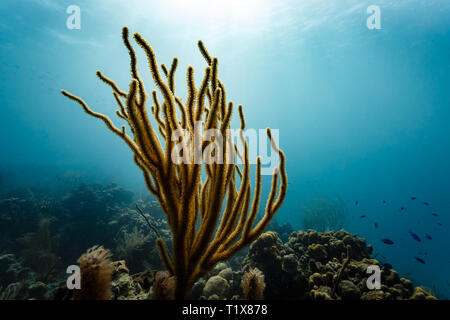 Yellow branching sea whip, Ellisellidae ellisella, coral backlit on a coral reef by sun's rays Stock Photo