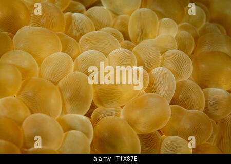 closeup of yellow bubble coral plerogyra sinuosa, in nusa tenggara Stock Photo