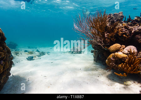 Variety of coral species, hard and soft on corner of reef illuminated by the sun Stock Photo