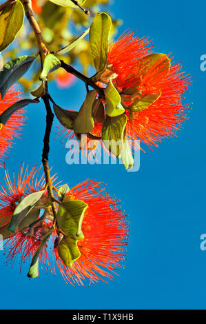 Australian Bottle Brush, or Callistemon. A genus of shrubs in the family Myrtaceae, native to Australia. The red and green contrast with the blue sky. Stock Photo