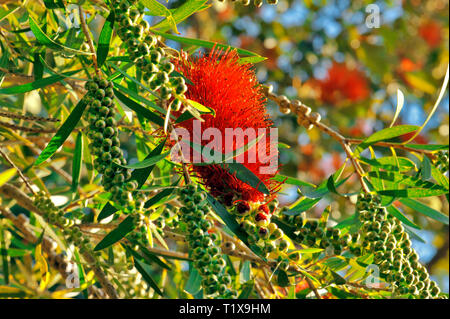 Australian Bottle Brush, or Callistemon. A genus of shrubs in the family Myrtaceae, native to Australia. The red and green contrast with the blue sky. Stock Photo