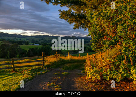 Sun setting behind trees that are in semi-silhouette. Stock Photo