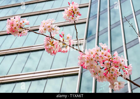 'Akebono' Flowering cherry tree, Downtown, Vancouver, British Columbia, Canada Stock Photo