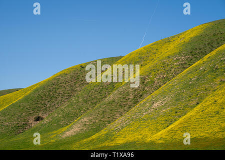 Rolling hills of Carrizo Plain National Monument are covered in yellow wildflowers (hillside daisies) during the California superbloom in spring Stock Photo