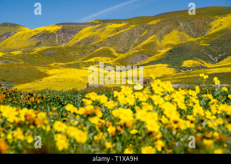 Carrizo Plain National Monument during the California 2019 superbloom. Intentionally defocused hillside daisy wildflowers in foreground Stock Photo