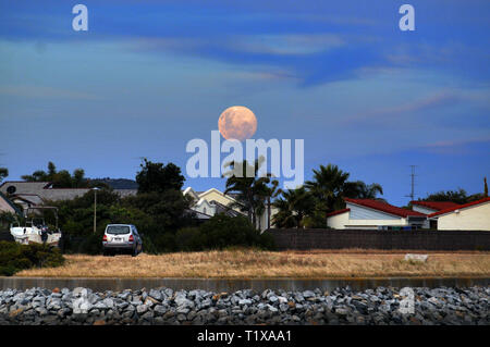 A pink full moon rising over palm trees and houses at Port Lincoln, South Australia. Stock Photo