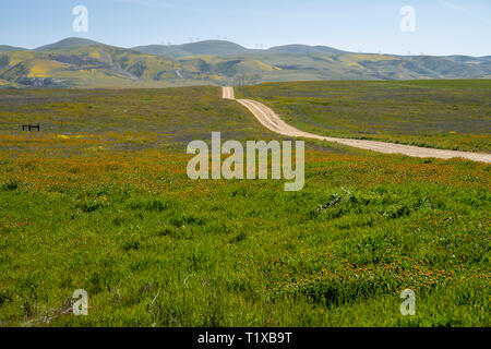 Seven Mile Road in Carrizo Plain National Monument, during the California superbloom in spring 2019 Stock Photo