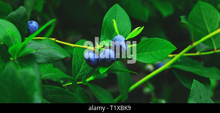 Organic and fresh blueberries on the branch of blueberry field farm. Real blueberries farm in harvest season and bunch of ripe fruits on bush. Raw and Stock Photo