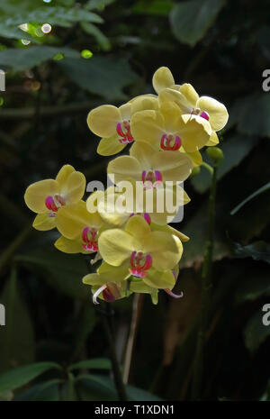 Orchid flower in orchid garden on an early spring day Stock Photo