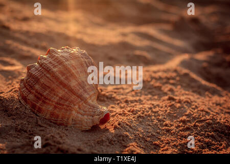 A shell lying on the sand at sunset. Shell on the sand. Maritime theme. Sand on the beach. Stock Photo