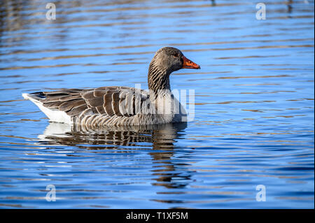 Greylag goose, Gosforth Park Natere Reserve Stock Photo
