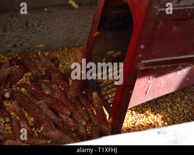 Old electric corn sheller machine. Get the corn seeds from corn cobs. Stock Photo