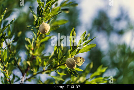 Young fresh almonds growing on a branch of an almond tree in the sun with blue sky in background Stock Photo