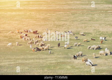Flock of sheeps and goats at sunset in sprintime on meadow, Sky drone view Stock Photo