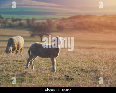 Cute little lambs on fresh spring green meadow during sunset Stock Photo