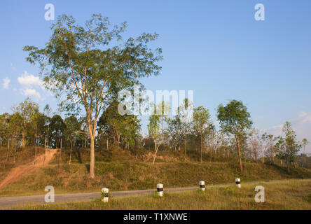 Tree on Small Hill with Blue Sky and Road Left Frame. Tree landscape with blue sky and road in good weather in winter Stock Photo