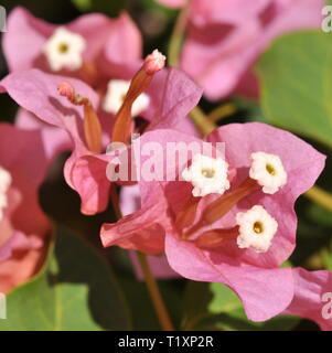 Closeup on pink bougainvillea flowers Stock Photo