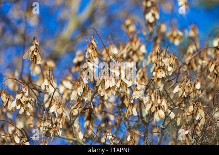 Many withered light brown maple spouts in the background of the blue sky in early spring Stock Photo
