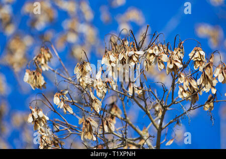 Dried light brown maple spouts hanging from a branch against the blue sky in early spring Stock Photo
