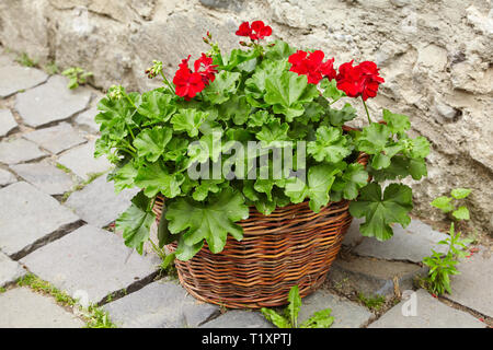 Red Geraniums Flowers, Pelargonium peltatum Stock Photo