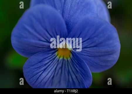 close up of a purple wild pansy against blurry background Stock Photo