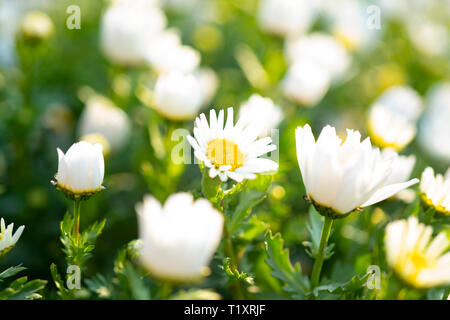 Beautiful white camomiles daisy flowers field on green meadow Stock Photo