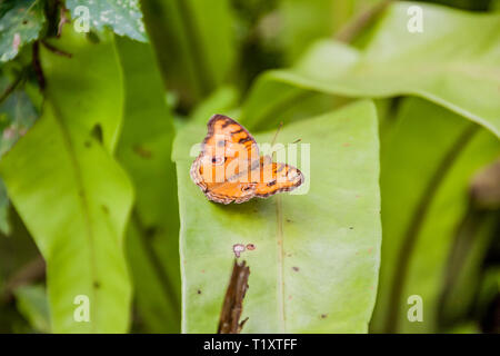 A Peacock Pansy butterfly (Junonia almana javana) on a leaf Stock Photo