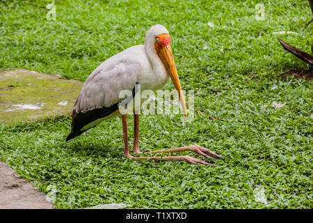 The milky stork (Mycteria cinerea) is a medium, almost completely white plumaged stork species found predominantly in coastal mangroves Stock Photo