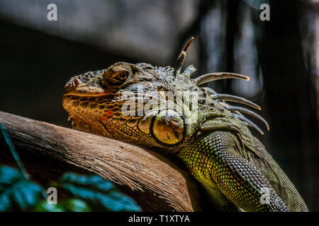 The green iguana, also known as the American iguana, is a large, arboreal, mostly herbivorous species of lizard Stock Photo