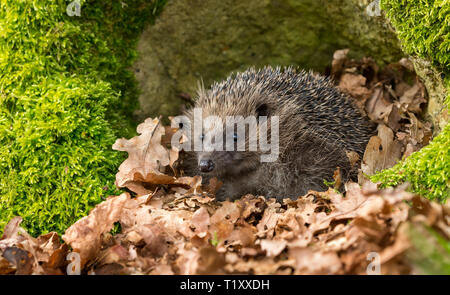 Hedgehog, (Scientific name: Erinaceus Europaeus) wild, native, European hedgehog emerging from hibernation in Spring time with green moss and leaves Stock Photo
