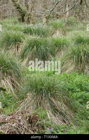 Carex paniculata (Greater Tussock Sedge) Stock Photo