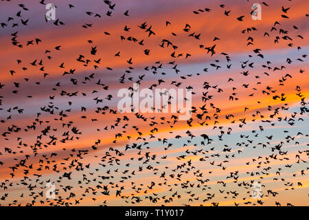 Spectacular sunset murmuration of starlings, thousands of birds in flight to roost in Somerset Levels marshes, UK Stock Photo