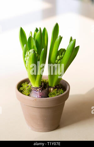 Terracotta flower pot of Hyacinth spring flower bulbs, Hyacinthus orientalis, in early growth stage before blooming Stock Photo