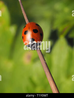 7-spot Ladybird (Coccinella septempunctata) perched on plant stem Stock Photo